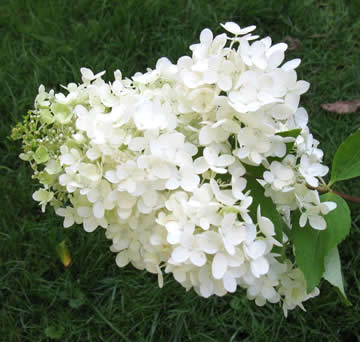 Hydrangea paniculata Grandiflora